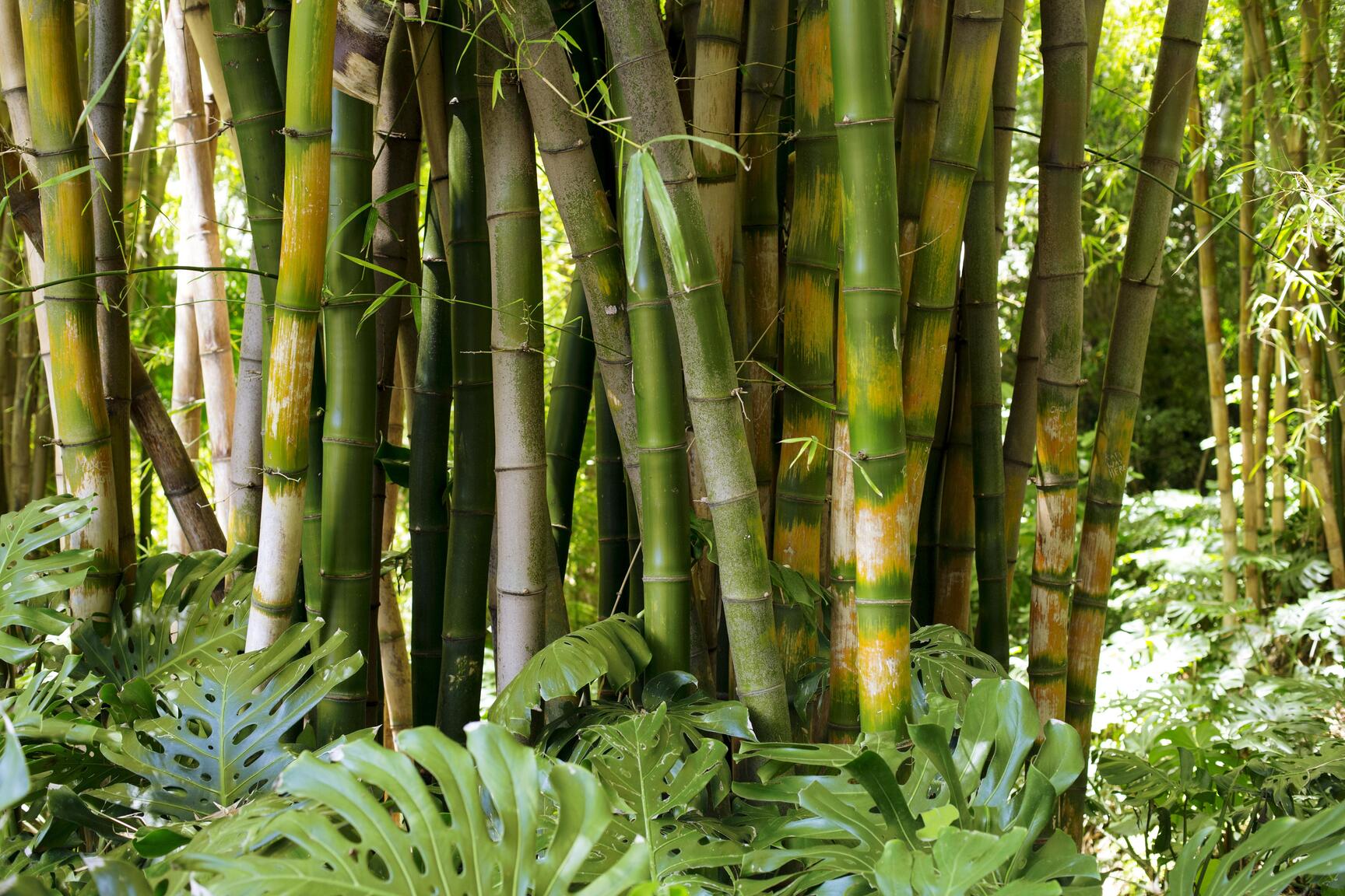 Bamboo Natural – weareknitters