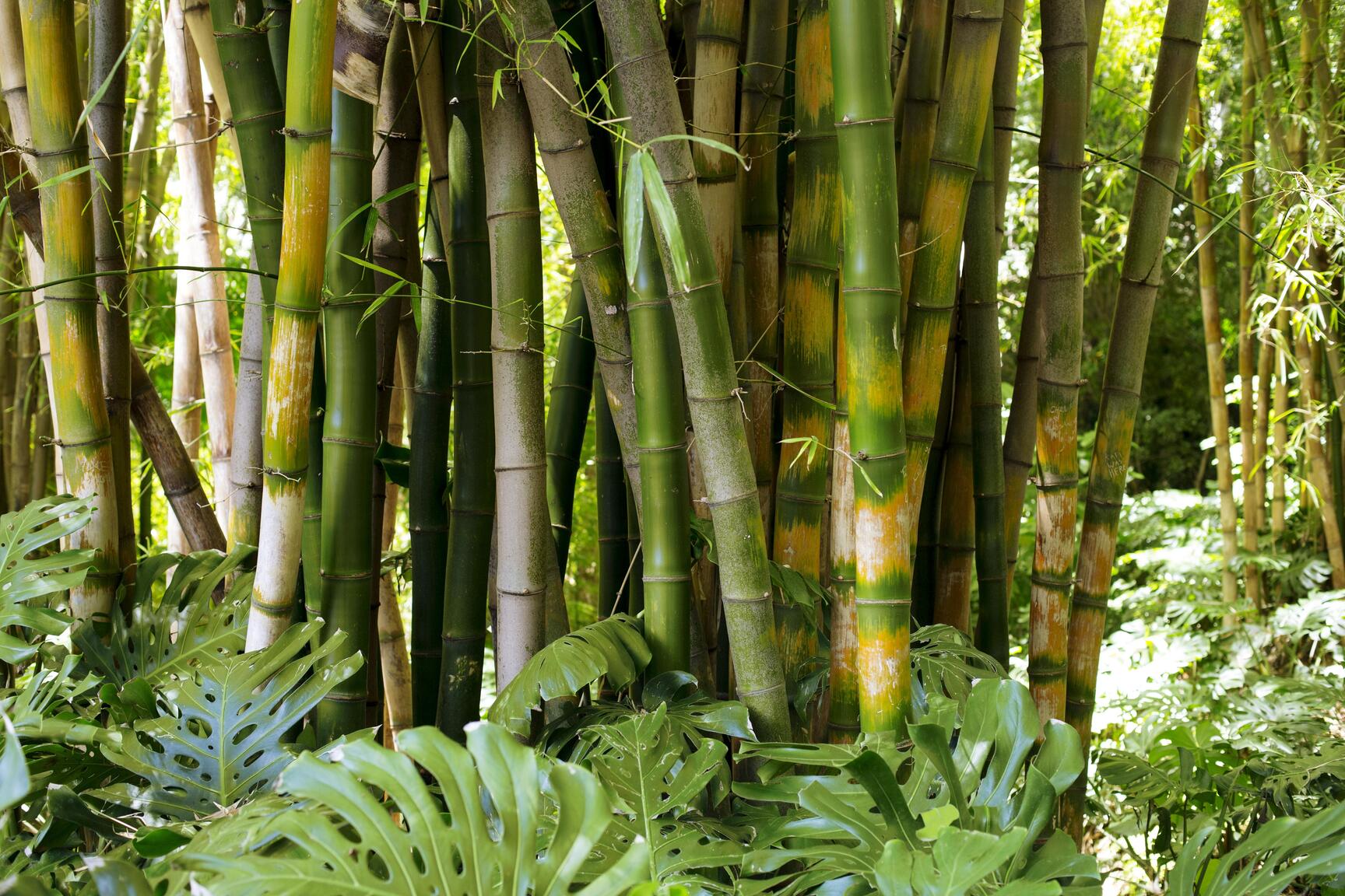 Bamboop Tree Tropical Rainforest Bamboo