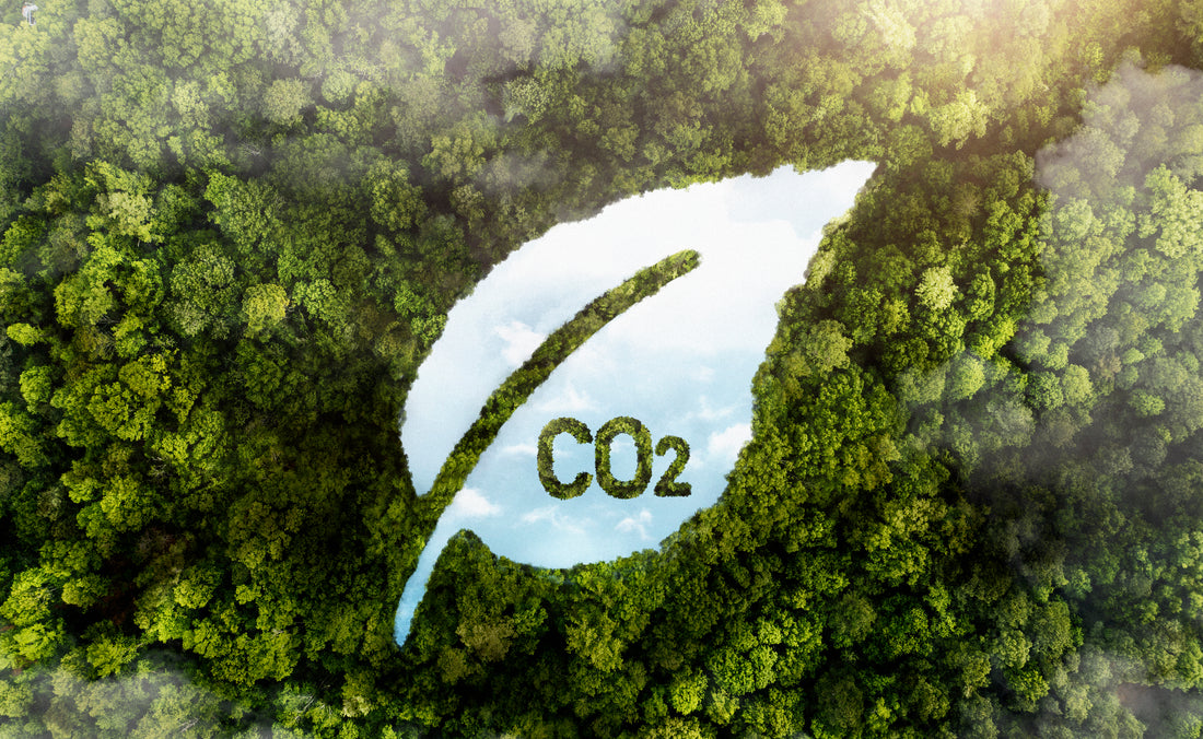 What is Carbon Footprint and How to Reduce it?
